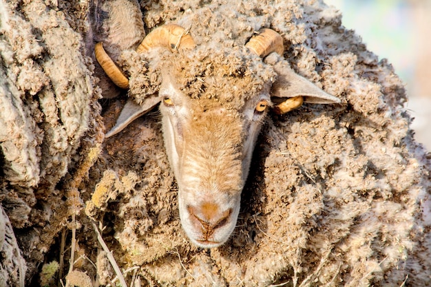 Foto prossimo piano di una lucertola sul tronco di un albero