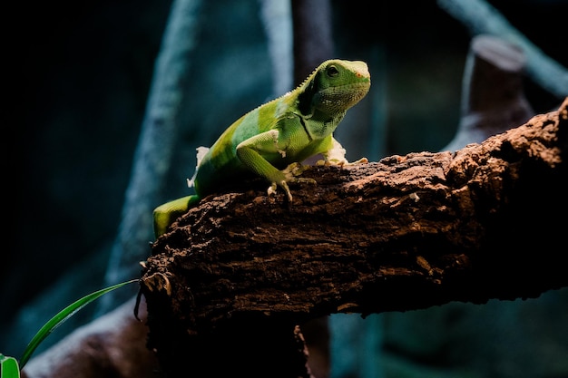 close-up of lizard on tree trunk