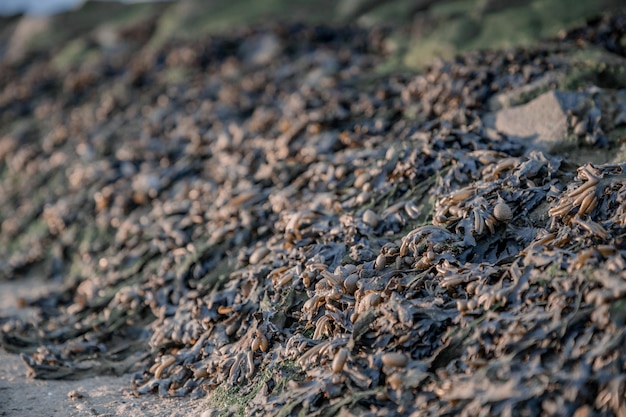 Foto prossimo piano di una lucertola sul tronco di un albero