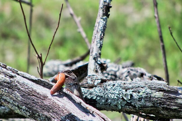 Foto prossimo piano di una lucertola sul tronco di un albero