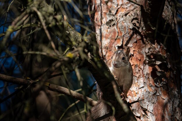 Foto prossimo piano di una lucertola sul tronco di un albero