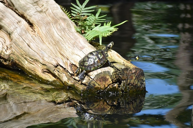 Photo close-up of lizard on tree