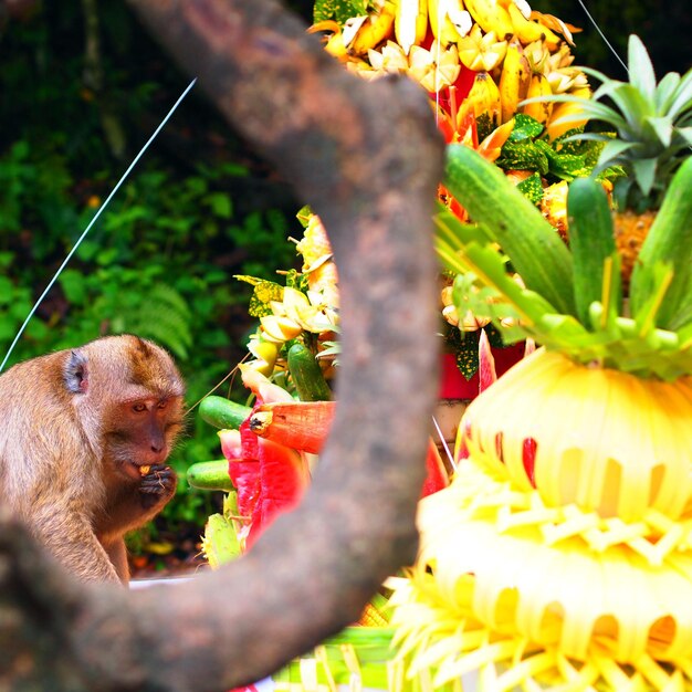 Photo close-up of lizard on tree