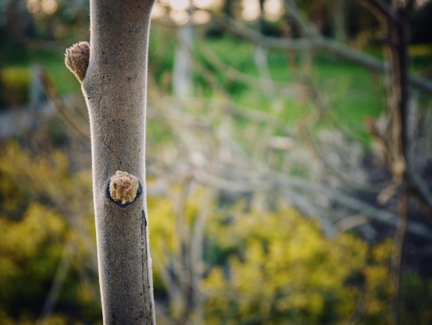 Foto prossimo piano di una lucertola sull'albero