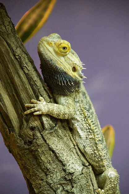 Close-up of a lizard on a tree