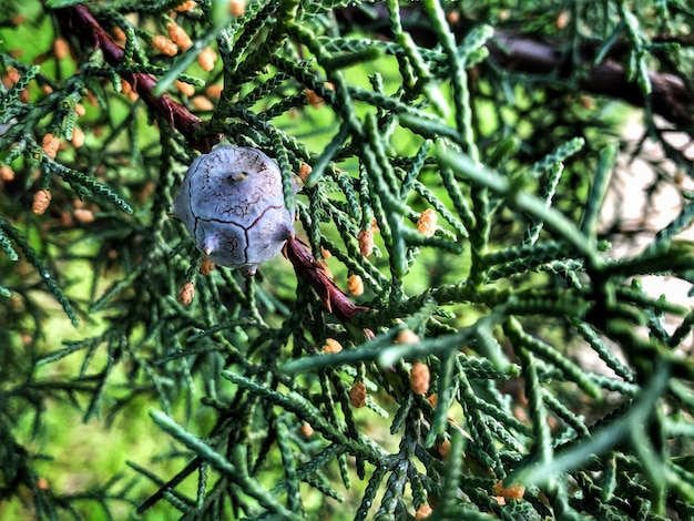 Close-up of lizard on tree