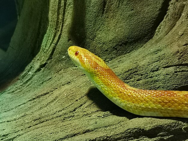 Close-up of lizard on tree