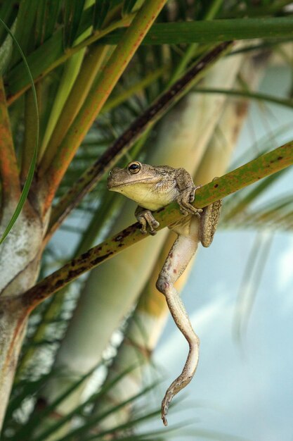 Photo close-up of a lizard on tree