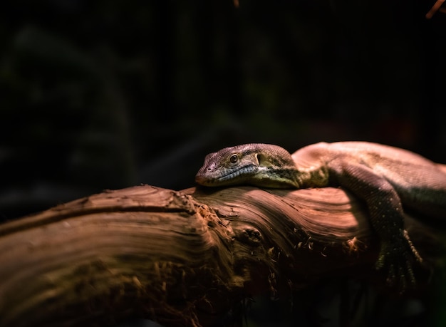 Photo close-up of lizard on tree