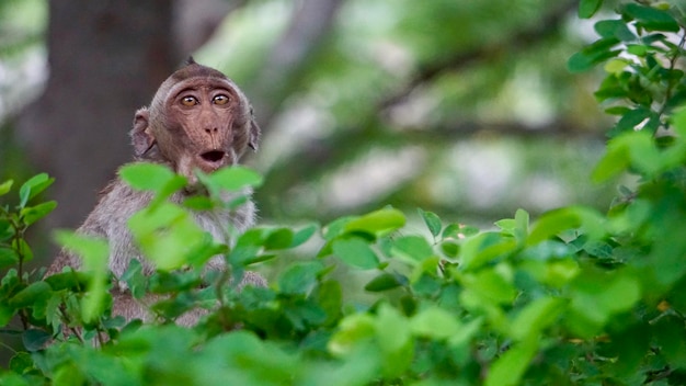 Photo close-up of a lizard on a tree