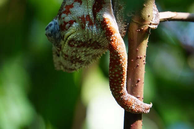 Close-up of lizard on tree