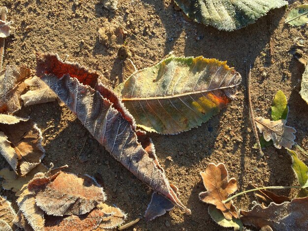 Foto prossimo piano di una lucertola sull'albero