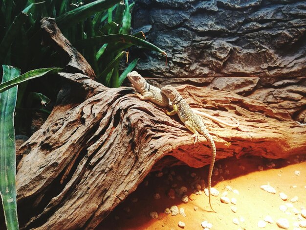 Photo close-up of lizard on tree