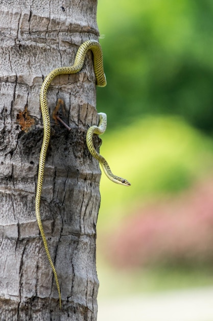 Photo close-up of lizard on tree