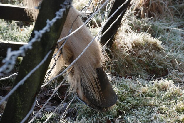 Foto prossimo piano di una lucertola sull'albero