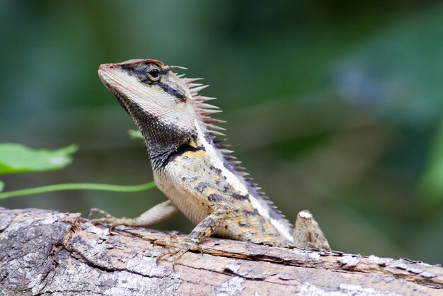 Close-up of a lizard on tree