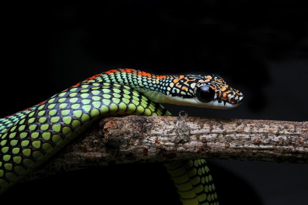 Close-up of a lizard on a tree