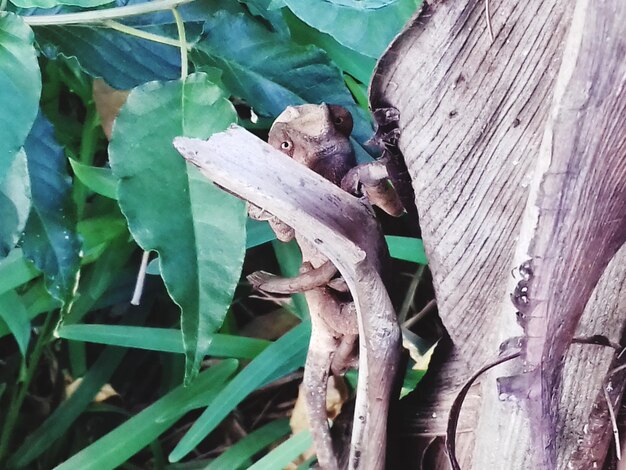 Close-up of lizard on tree