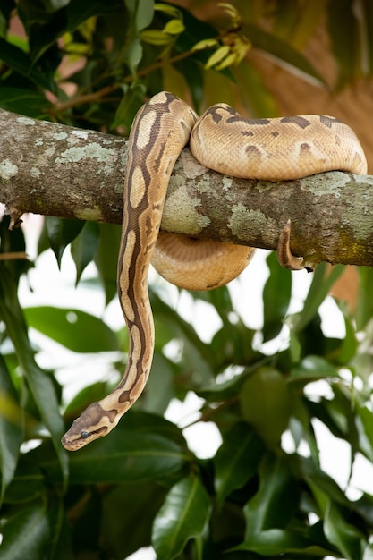 Photo close-up of lizard on tree