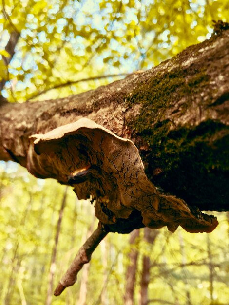 Close-up of lizard on tree