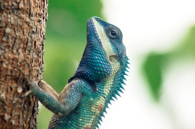 Photo close-up of lizard on tree