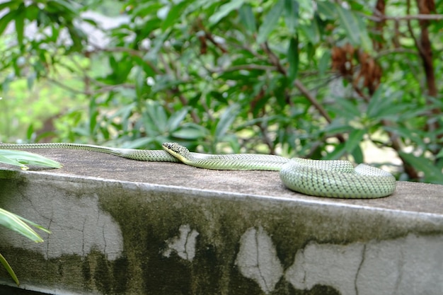 Photo close-up of lizard on tree