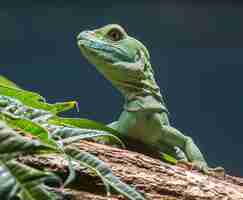 Photo close-up of lizard on tree