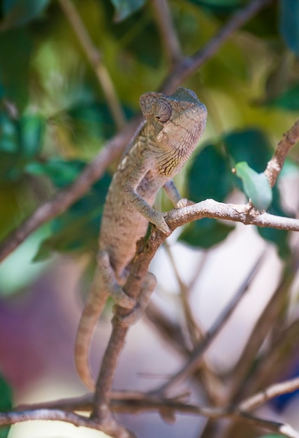 Photo close-up of lizard on tree