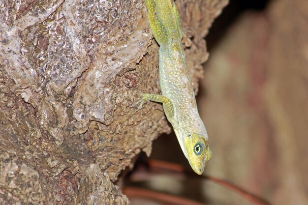 Photo close-up of lizard on tree