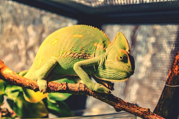 Photo close-up of a lizard on tree