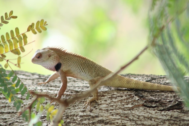 Photo close-up of lizard on tree