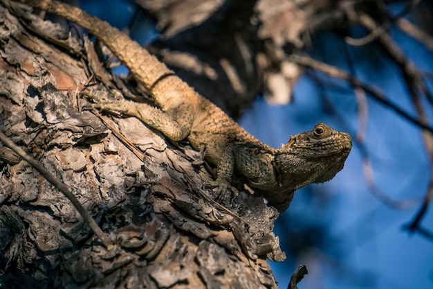 close-up of lizard on tree