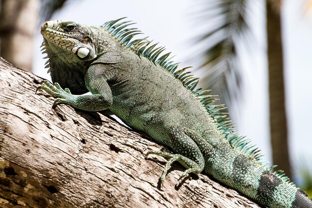 Close-up of a lizard on tree