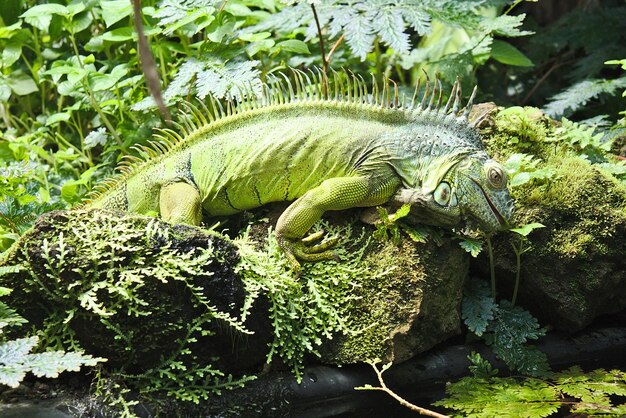 Photo close-up of a lizard on tree