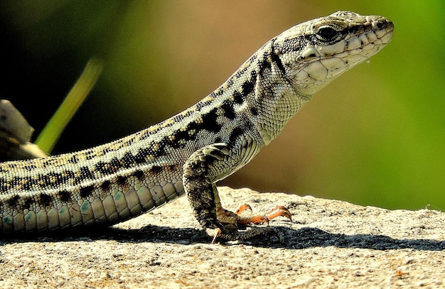 close-up of lizard on wall during sunny day