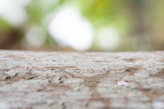 Photo close-up of lizard on wall