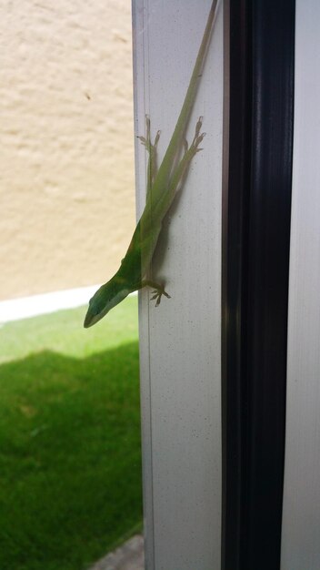 Photo close-up of lizard on wall