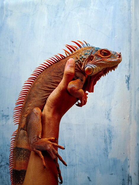 Close-up of a lizard on wall