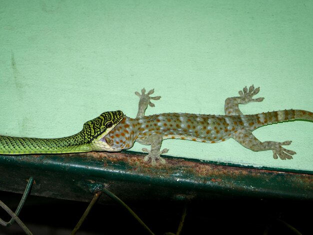 Photo close-up of lizard on wall