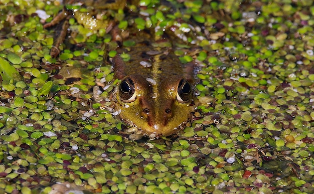 Photo close-up of lizard in water