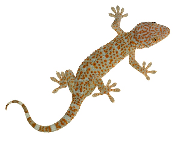 Photo close-up of a lizard on white background