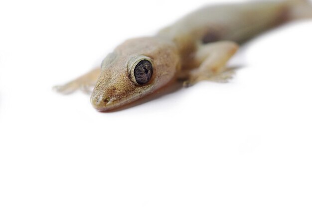 Photo close-up of a lizard on white background