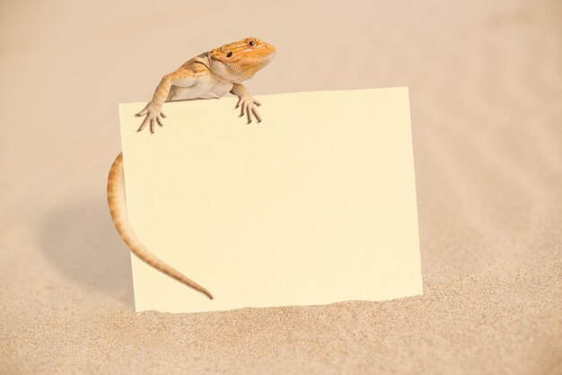 Photo close-up of lizard with blank paper on sand