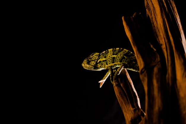 Close-up of lizard on wood black background