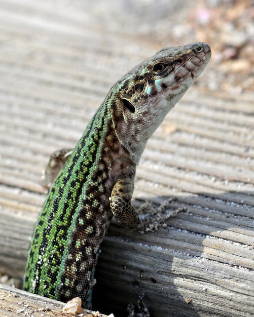 close-up of lizard on wood