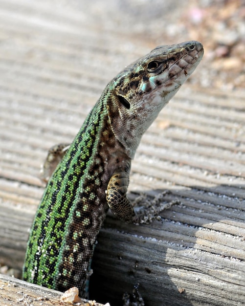 Photo close-up of lizard on wood