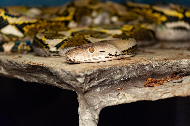 Photo close-up of a lizard on wood