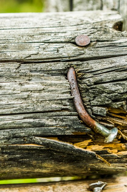 Photo close-up of lizard on wood