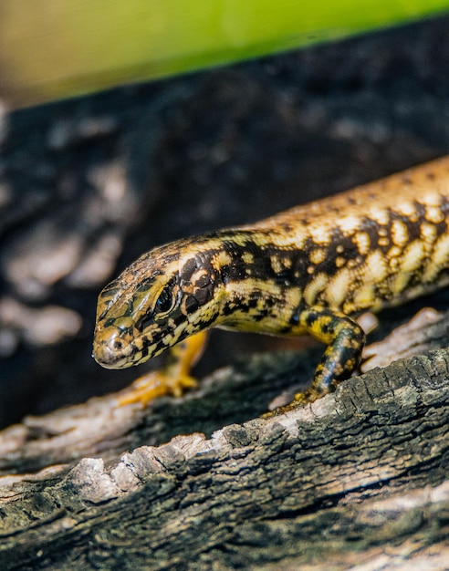 Photo close-up of lizard on wood