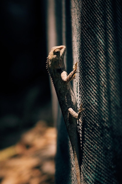 Close-up of lizard on wood